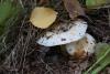 lactarius_01_t1_1.jpg