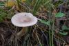 lactarius_01_t1_2.jpg