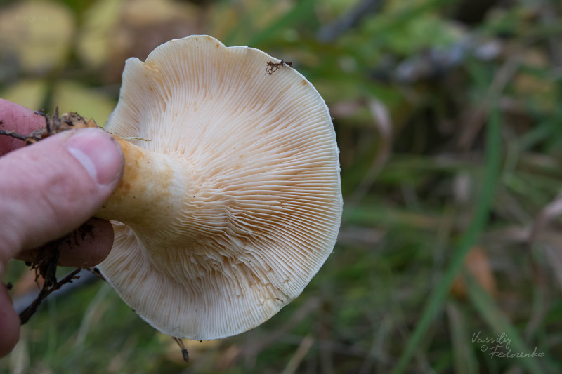 lactarius_02_1.jpg