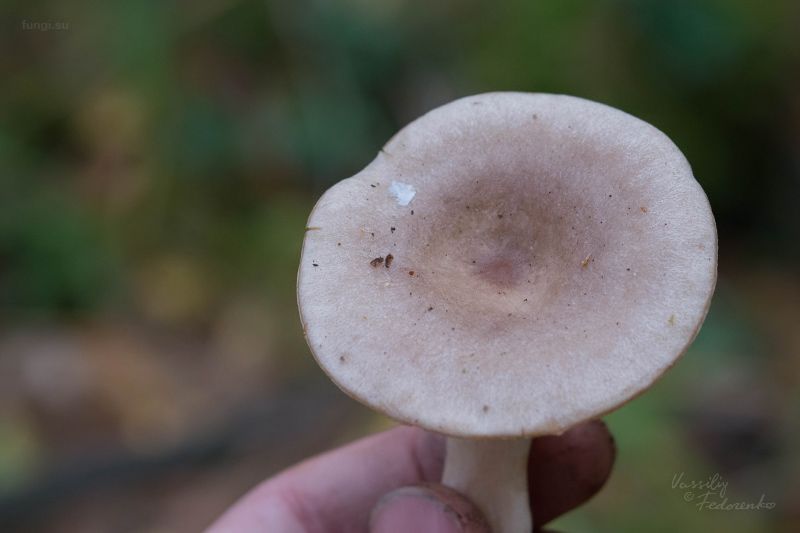 lactarius_02_2.jpg