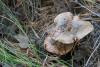 lactarius_02_t1.jpg