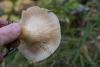 lactarius_02_t1_1.jpg