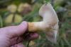 lactarius_03_t1_1.jpg