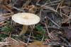 lactarius_04_t1.jpg