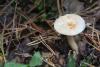 lactarius_05_t1.jpg