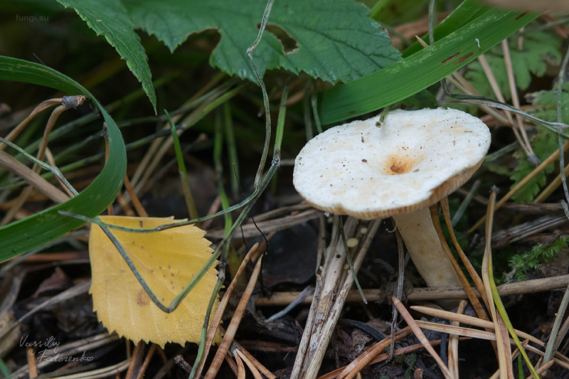 lactarius_06.jpg