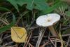 lactarius_06_t1.jpg