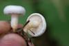 lactarius_07_t1.jpg