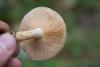 lactarius_08_t1.jpg