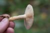 lactarius_09_t1.jpg
