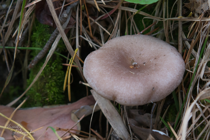 lactarius_11.jpg