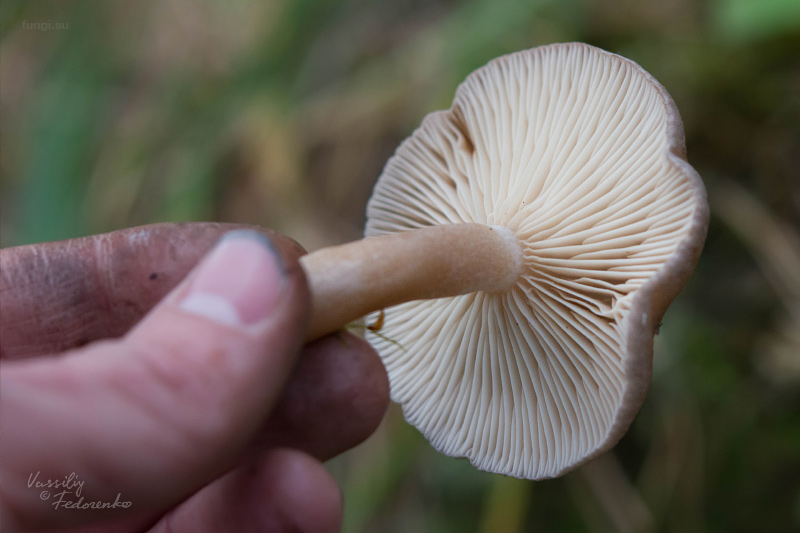 lactarius_12.jpg
