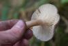 lactarius_12_t1.jpg