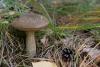 leccinum-01_t1.jpg