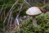 leccinum-holopus_01_t1.jpg