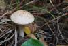 leccinum-holopus_01_t1_1.jpg