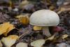 leccinum-holopus_01_t1_2.jpg