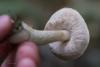 leccinum-holopus_02_t1.jpg