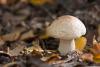 leccinum-holopus_02_t1_1.jpg