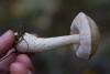 leccinum-holopus_03_t1.jpg