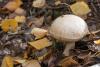 leccinum-holopus_03_t1_1.jpg