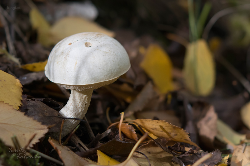 leccinum-holopus_04.jpg