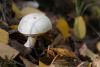 leccinum-holopus_04_t1.jpg