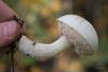 leccinum-holopus_05_t1.jpg