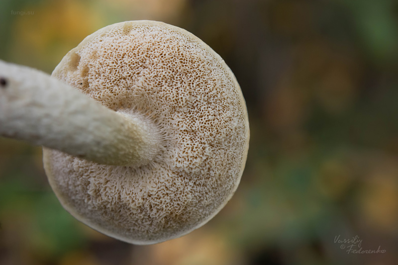 leccinum-holopus_06.jpg