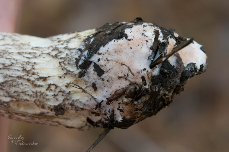 leccinum-holopus_07.jpg