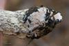 leccinum-holopus_07_t1.jpg