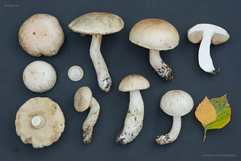 leccinum-holopus_08.jpg