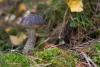 leccinum-variicolor_01_t1_2.jpg
