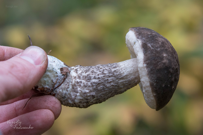 leccinum-variicolor_03_1.jpg