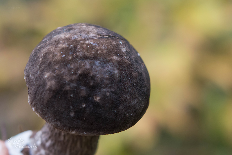 leccinum-variicolor_04_1.jpg