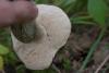 leccinum-variicolor_04_t1.jpg