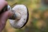 leccinum-variicolor_05_t1_1.jpg
