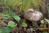 leccinum-variicolor_06_t1.jpg