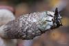 leccinum-variicolor_06_t1_1.jpg