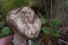 leccinum-variicolor_07_t1.jpg