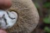leccinum-variicolor_08_t1.jpg