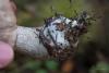 leccinum-variicolor_09_t1.jpg