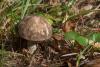 leccinum-variicolor_10_t1.jpg