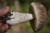leccinum-variicolor_13_t1.jpg