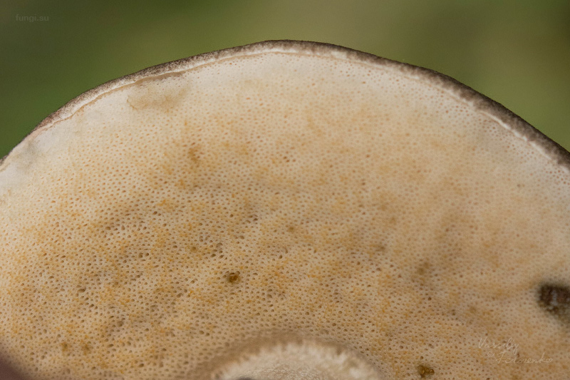 leccinum-variicolor_14.jpg