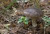 leccinum-variicolor_15_t1.jpg
