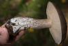leccinum-variicolor_16_t1.jpg