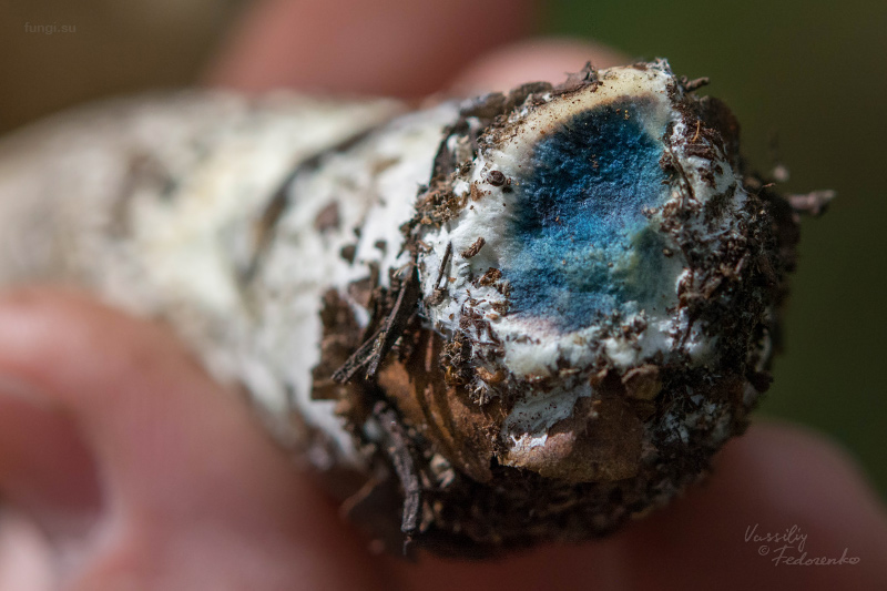 leccinum-variicolor_19.jpg