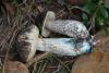 leccinum-variicolor_21_t1.jpg