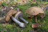 leccinum-versipelle_01_t1.jpg